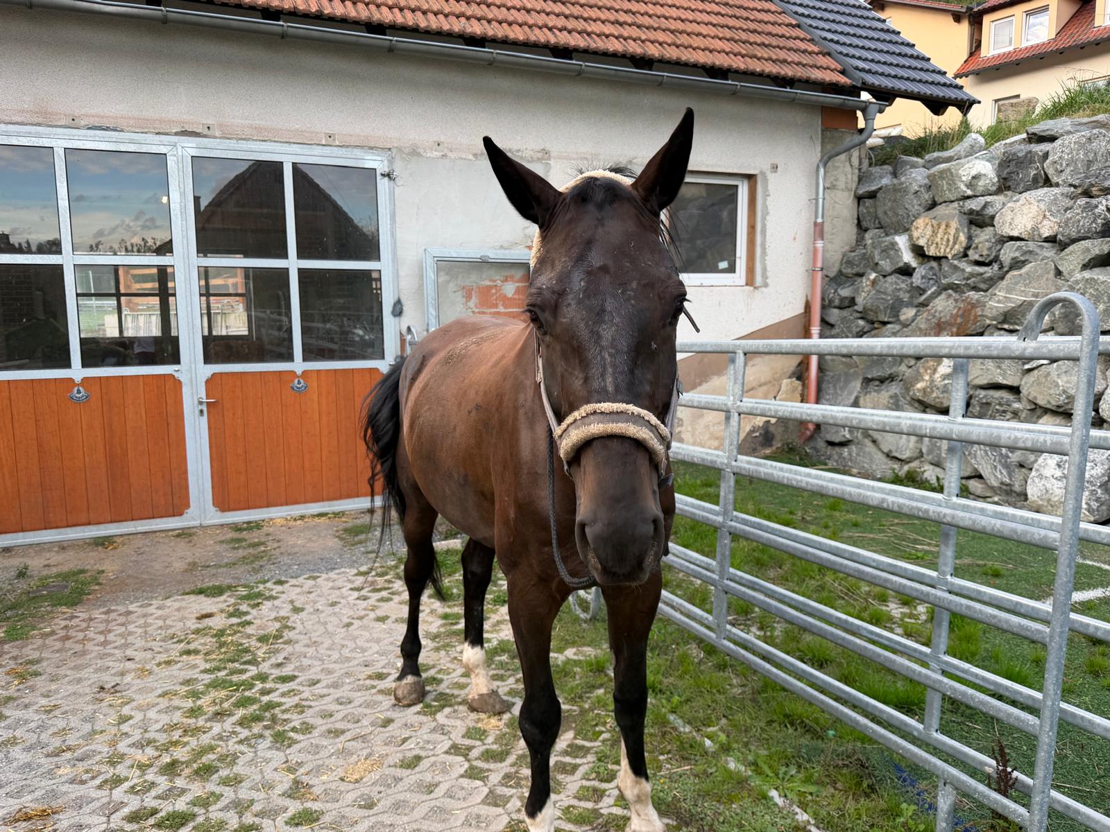Contino